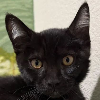 A baby small-sized male Domestic Short Hair cat named Phantasm for adoption in Pleasanton, CA
