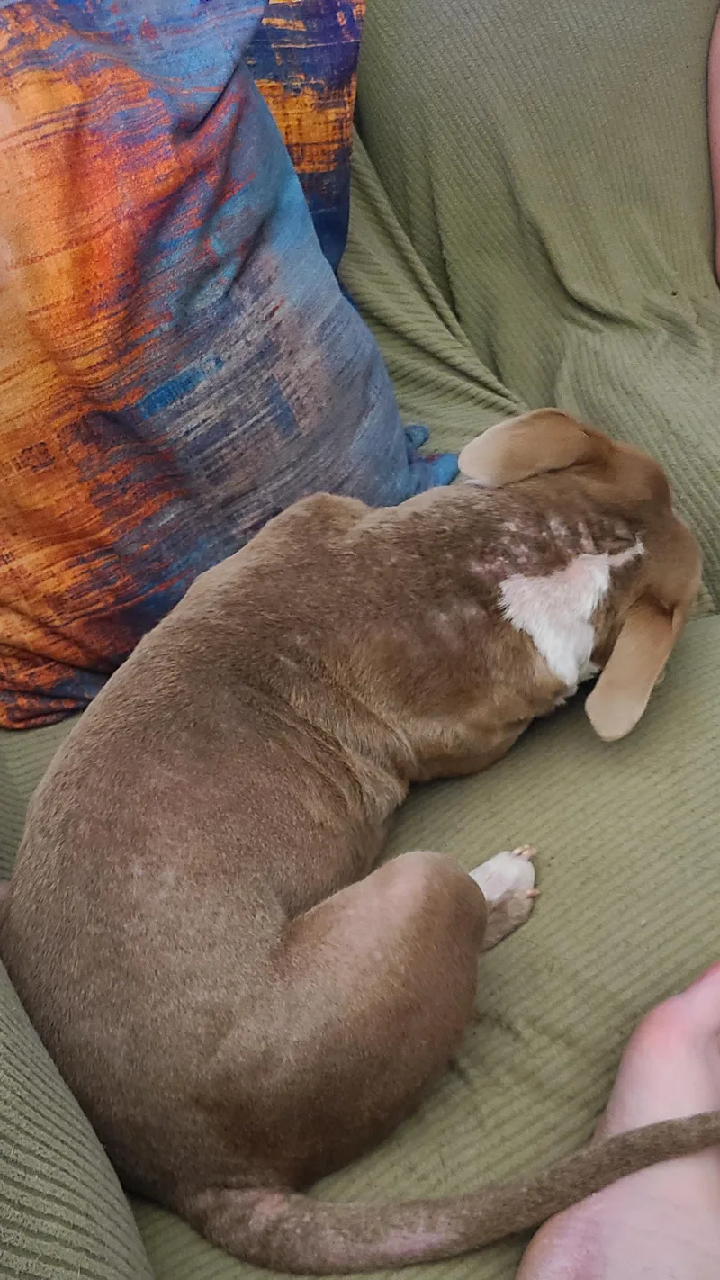 Pickles thumbnail 2