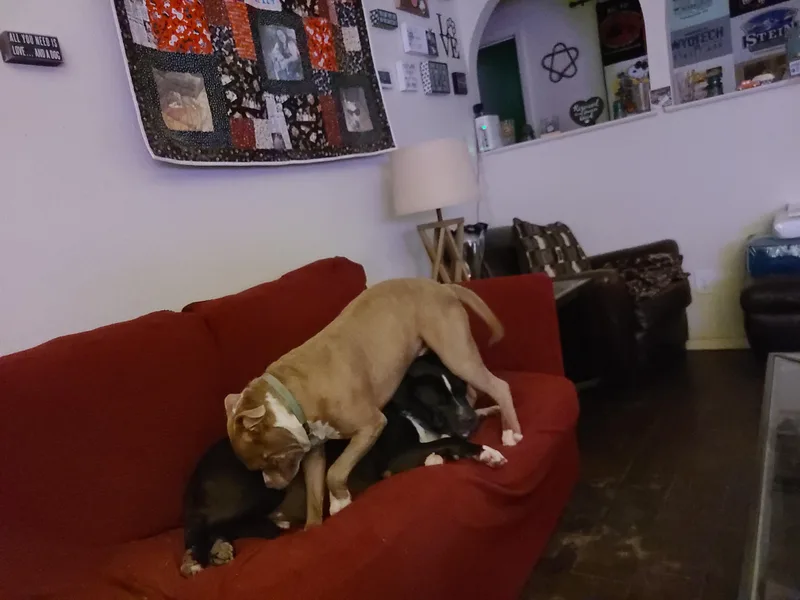 Pickles thumbnail 3