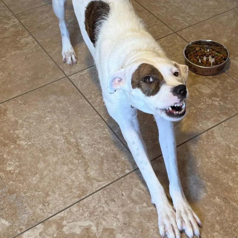 An adult medium-sized female Black Mixed Breed dog named Jewels for adoption in LEHIGH ACRES, FL