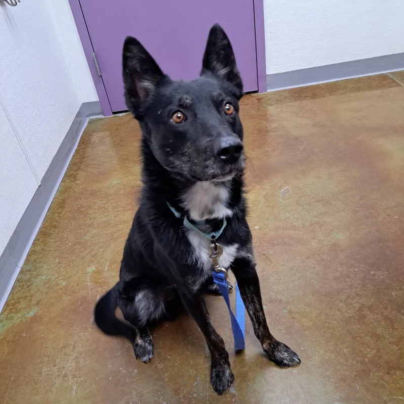 An adult medium-sized male Black Border Collie dog named Henshawe for adoption in Albuquerque, NM