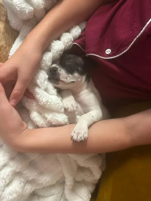 Bo