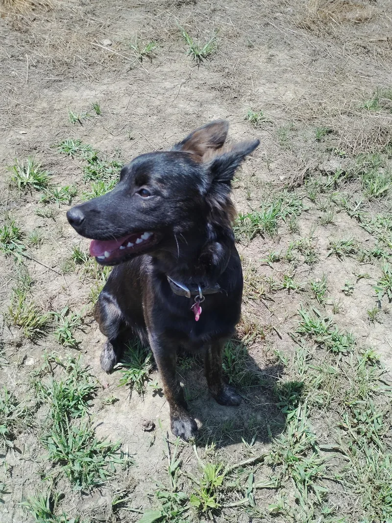 A baby medium-sized female Brindle Dutch Shepherd dog named Izzy for adoption in Mount Sterling, KY