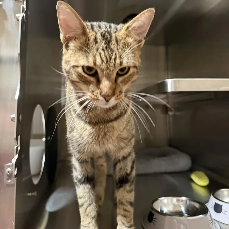 An adult medium-sized male Tabby (Brown / Chocolate) Domestic Short Hair cat named Buck for adoption in Bryson City, NC