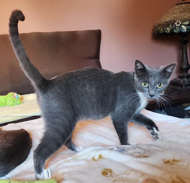 A baby medium-sized female Gray & White Domestic Short Hair cat named Avani for adoption in Los Angeles, CA