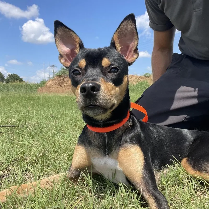 A young medium-sized female Black Terrier dog named Raichu for adoption in Wimberley, TX