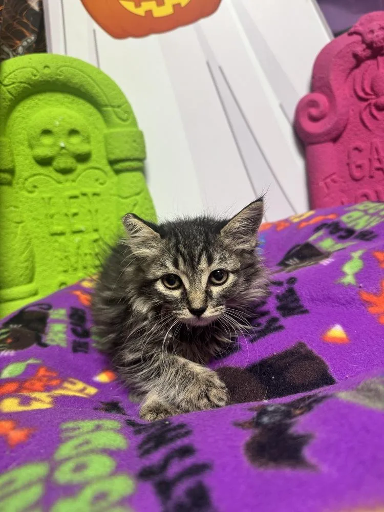 A baby small-sized female Domestic Medium Hair cat named Sandy for adoption in Beaumont, CA