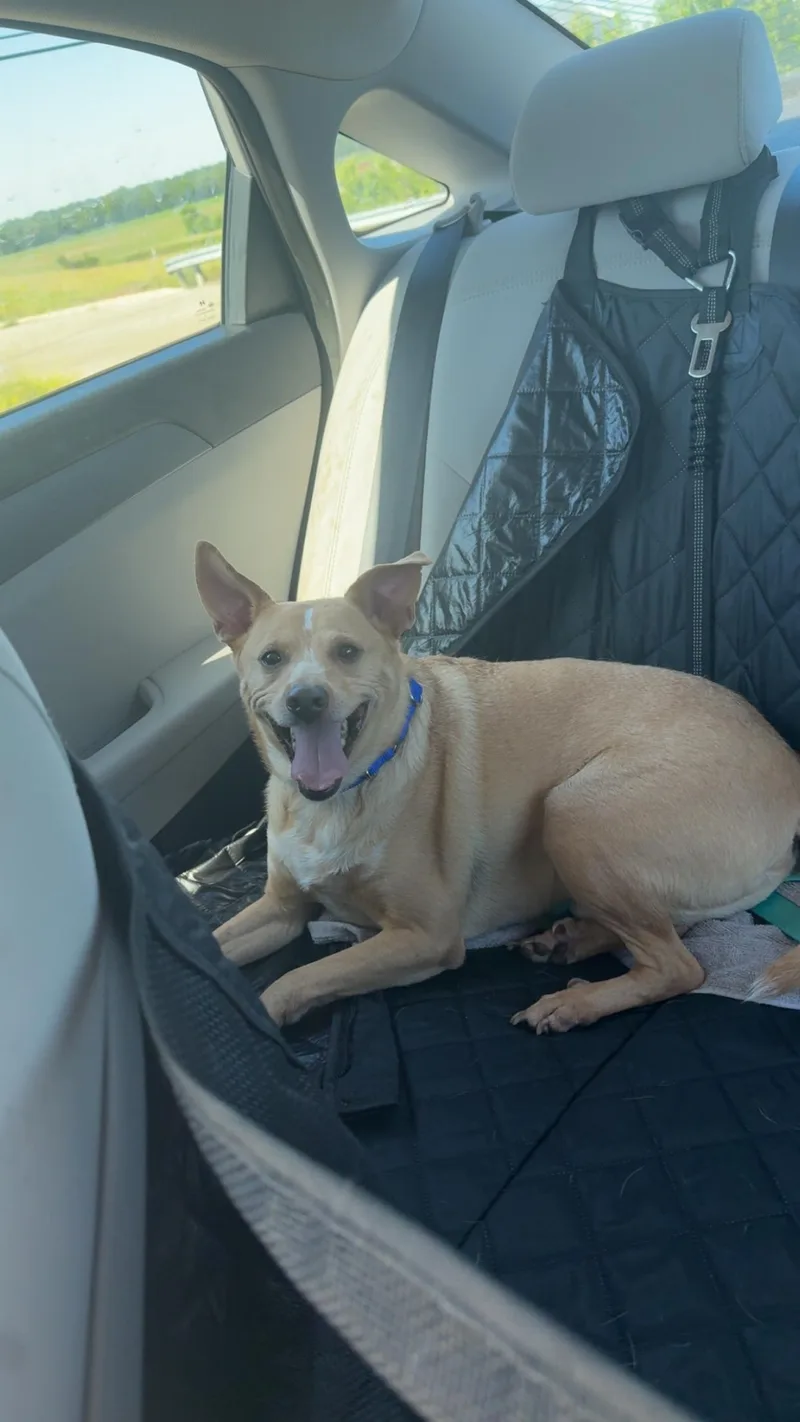 An adult medium-sized male Apricot / Beige Chihuahua dog named Duddy for adoption in Monroe, OH
