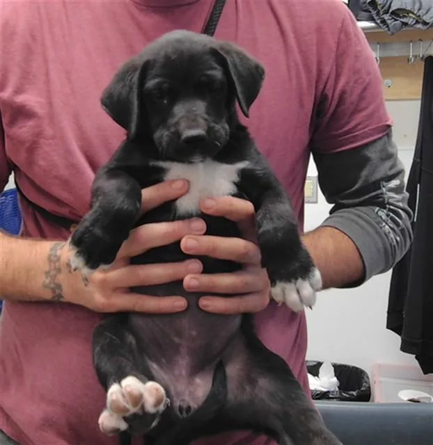 A baby small-sized female Great Pyrenees dog named Gwen for adoption in Albuquerque, NM