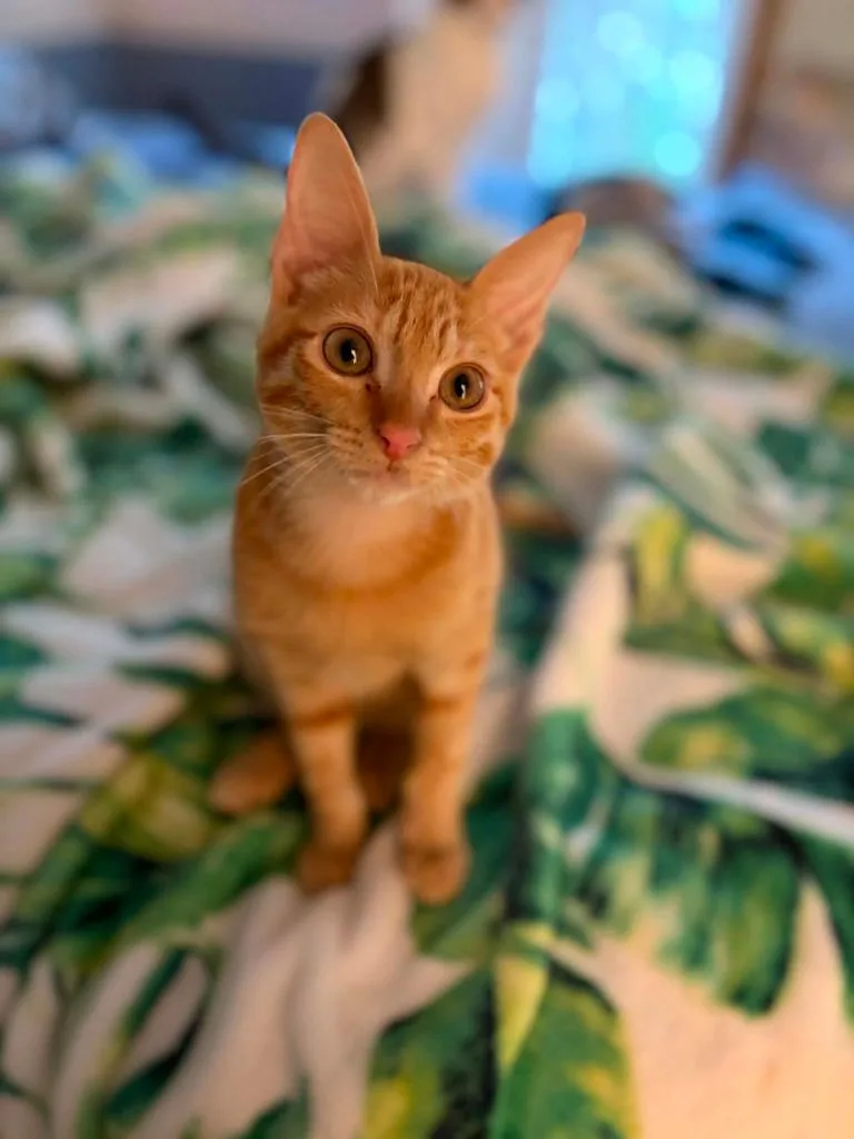 Miles thumbnail 2