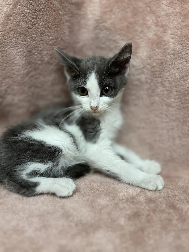 A young small-sized male Gray & White Domestic Short Hair cat named Scrappy for adoption in Oakdale, CA
