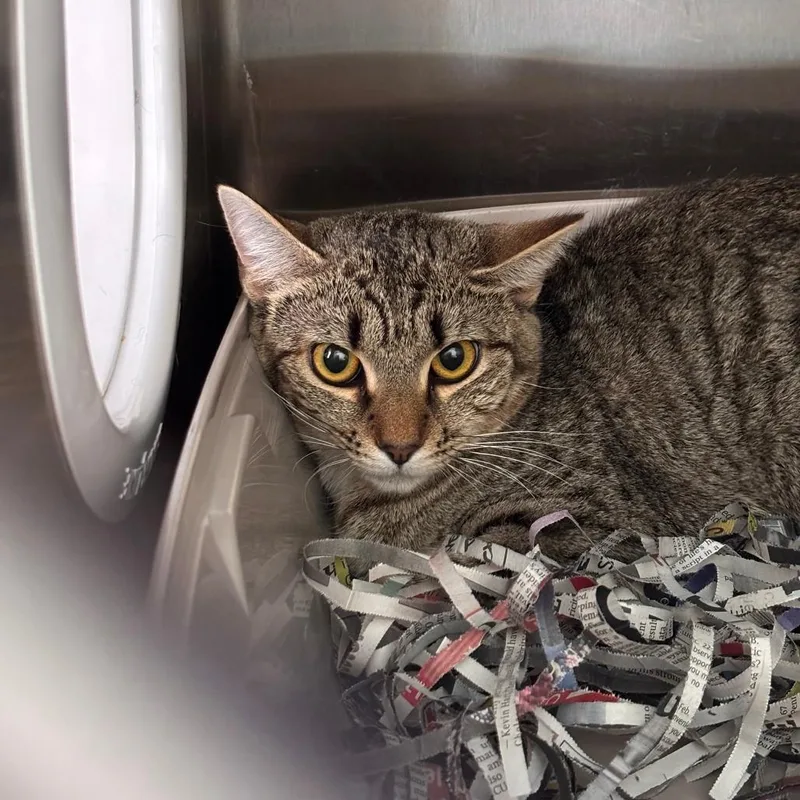 A young medium-sized female Brown / Chocolate Domestic Short Hair cat named Cotton Candy for adoption in Philadelphia, PA