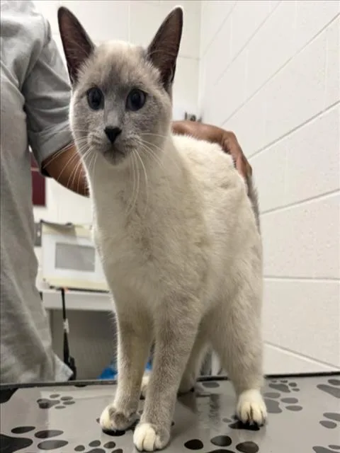 A young small-sized female Siamese cat named Decibelle for adoption in Derwood, MD