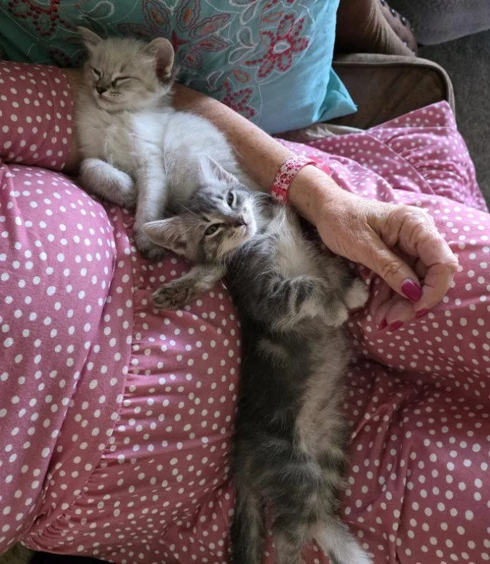 A baby medium-sized female Domestic Short Hair cat named Xenon for adoption in Rosenberg, TX