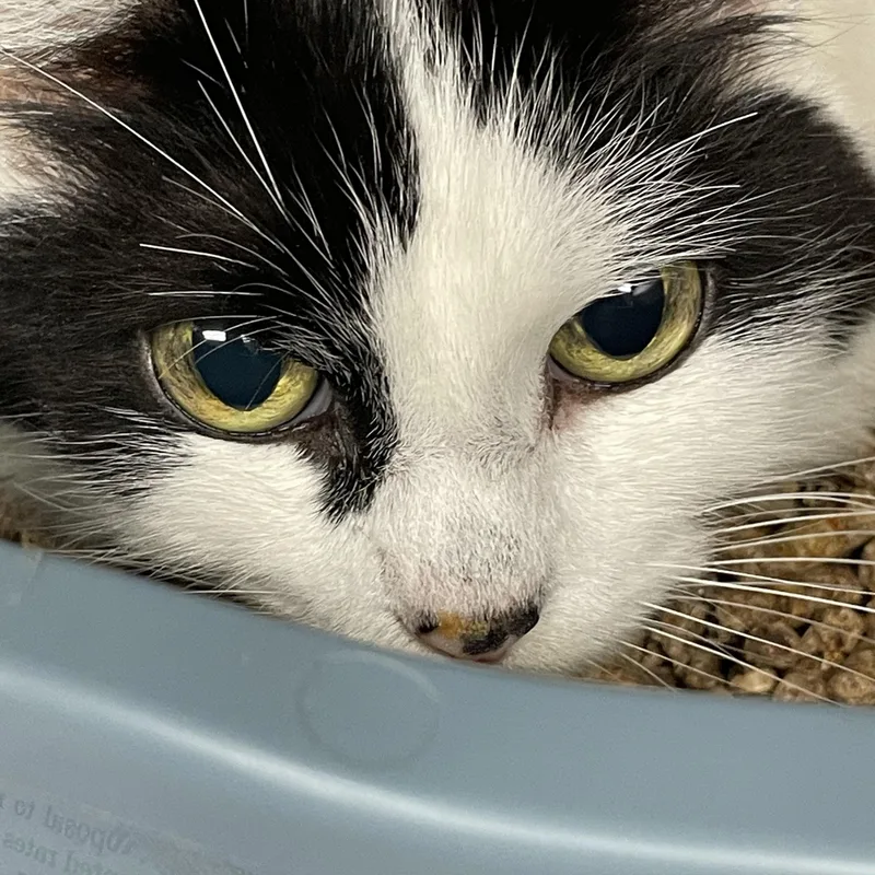 An adult medium-sized female Black & White / Tuxedo Domestic Medium Hair cat named Angie for adoption in North Kingstown, RI