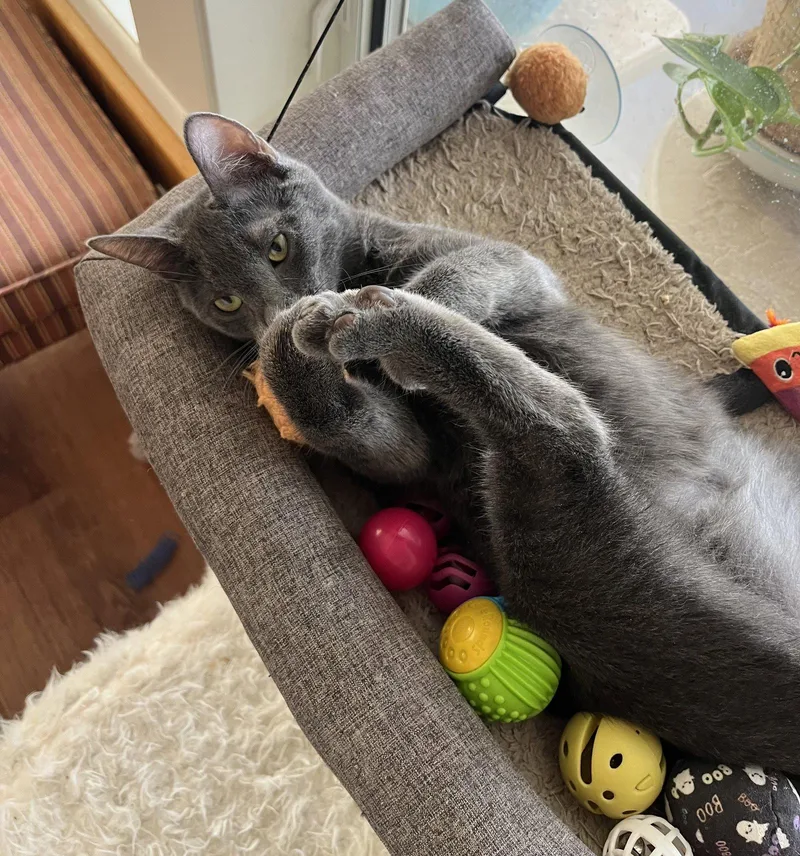 A young medium-sized male Russian Blue cat named Dale for adoption in Phoenix, AZ