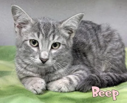 A baby small-sized male Domestic Short Hair cat named Beep for adoption in Mason, MI