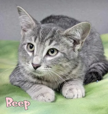 Beep thumbnail 2