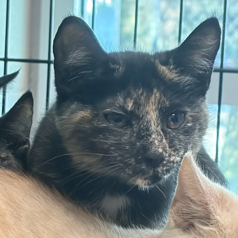 A baby medium-sized female Black Domestic Short Hair cat named Orzo for adoption in Charleston, SC
