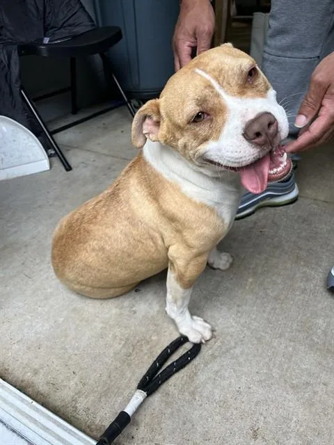 An adult medium-sized female American Staffordshire Terrier dog named Cara for adoption in Chester, SC