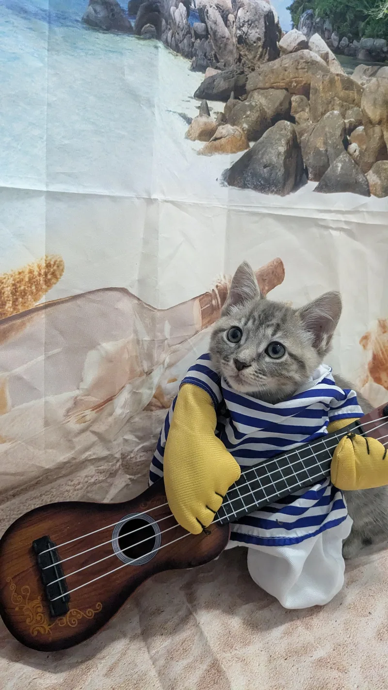 A baby medium-sized male Domestic Short Hair cat named Darryl for adoption in Chesapeake Beach, MD