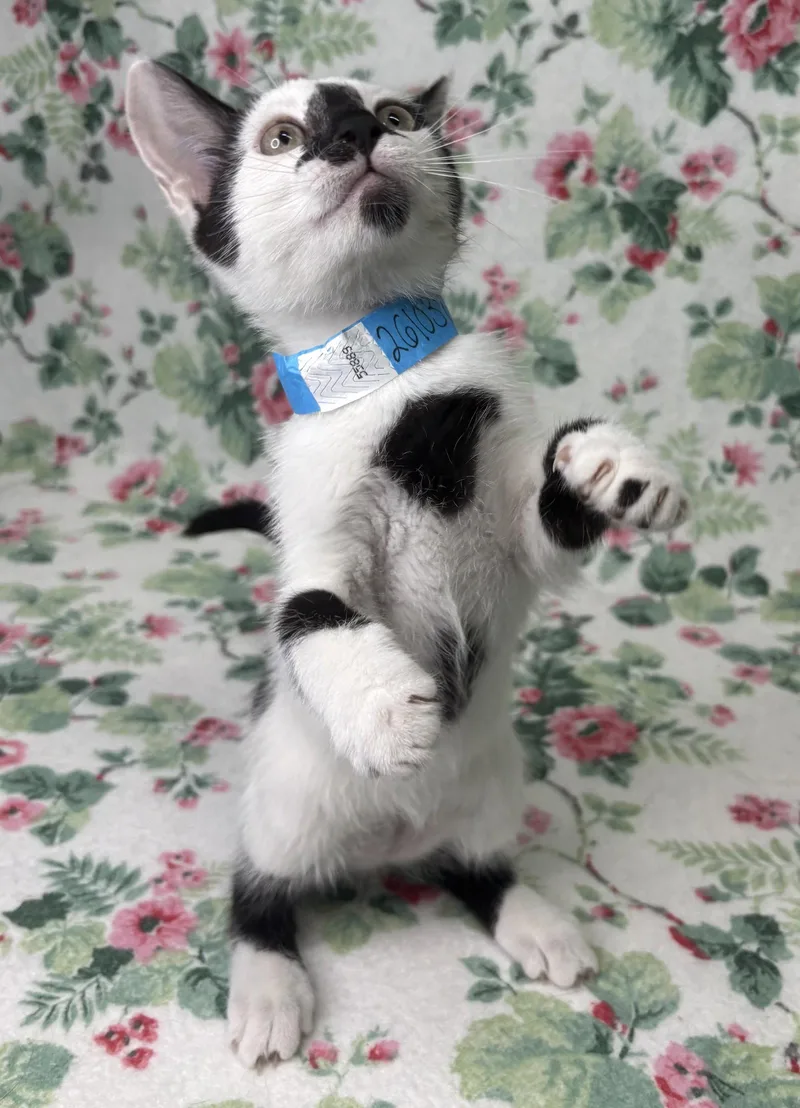 Panda Bear thumbnail 3