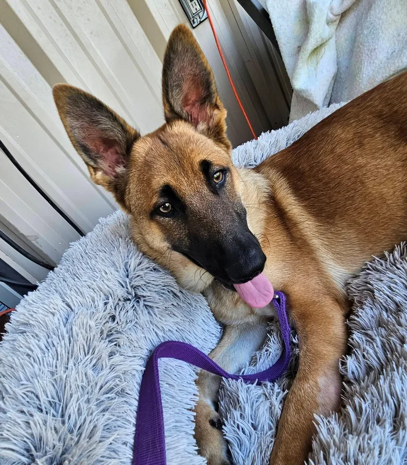 A young large-sized female German Shepherd Dog dog named Reese for adoption in Dallas, TX