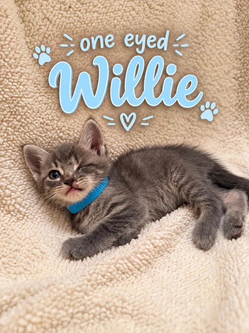A baby small-sized male Tabby (Gray / Blue / Silver) American Shorthair cat named Willie for adoption in Paulina, LA
