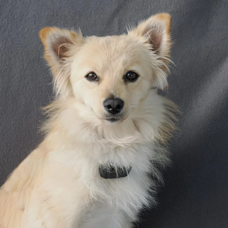 A young small-sized female Yellow / Tan / Blond / Fawn Pomeranian dog named Bon Bon for adoption in Point Richmond, CA