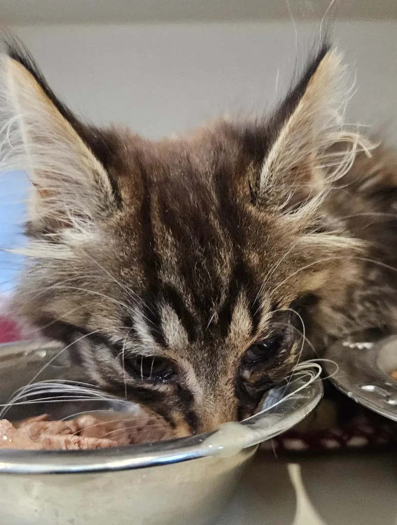 A baby medium-sized male Domestic Medium Hair cat named Cosmo for adoption in Bloomington, IN