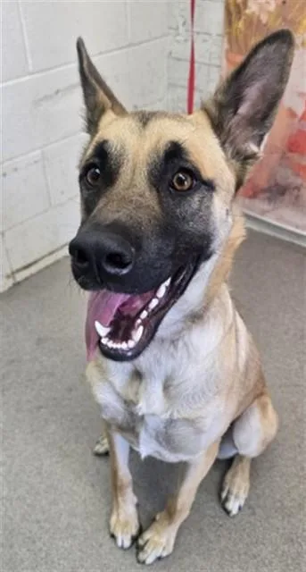 A young large-sized female German Shepherd Dog dog named Mochiana for adoption in San Bernardino, CA