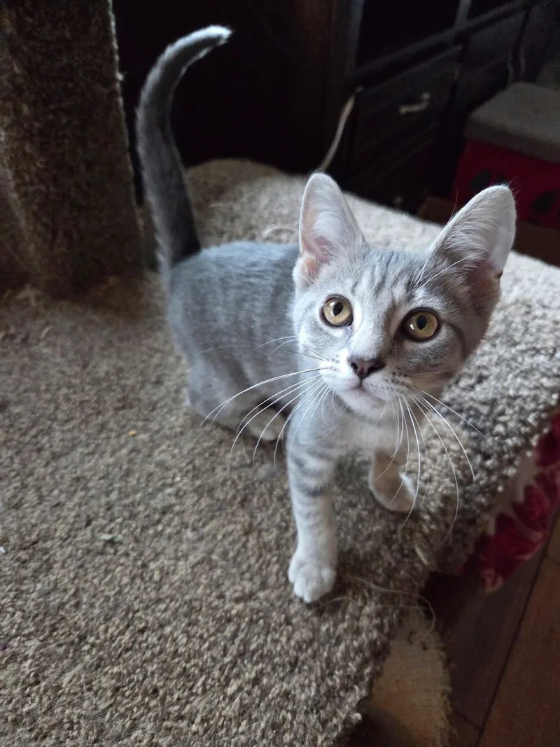 A baby medium-sized female Gray & White Domestic Short Hair cat named Cerise for adoption in Manhattan, KS