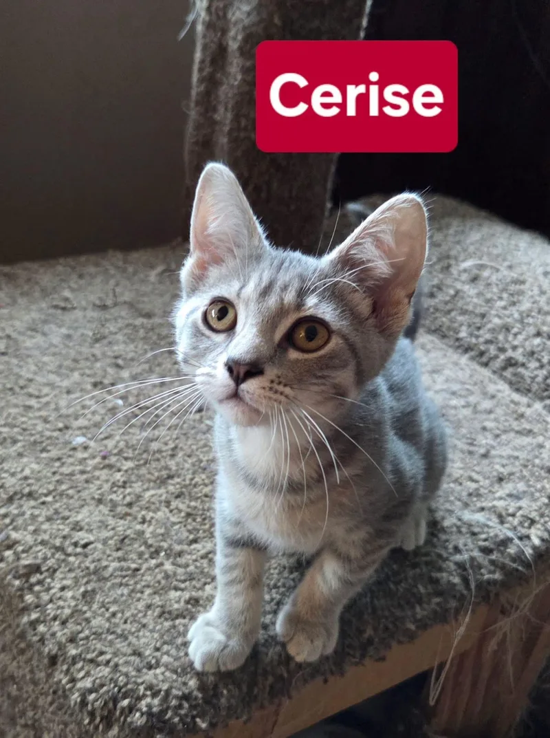 Cerise thumbnail 2