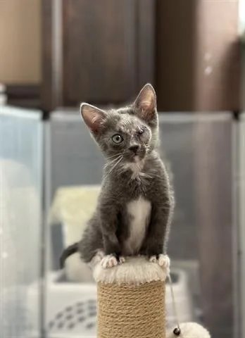 A baby small-sized female Domestic Short Hair cat named Olive for adoption in San Martin, CA