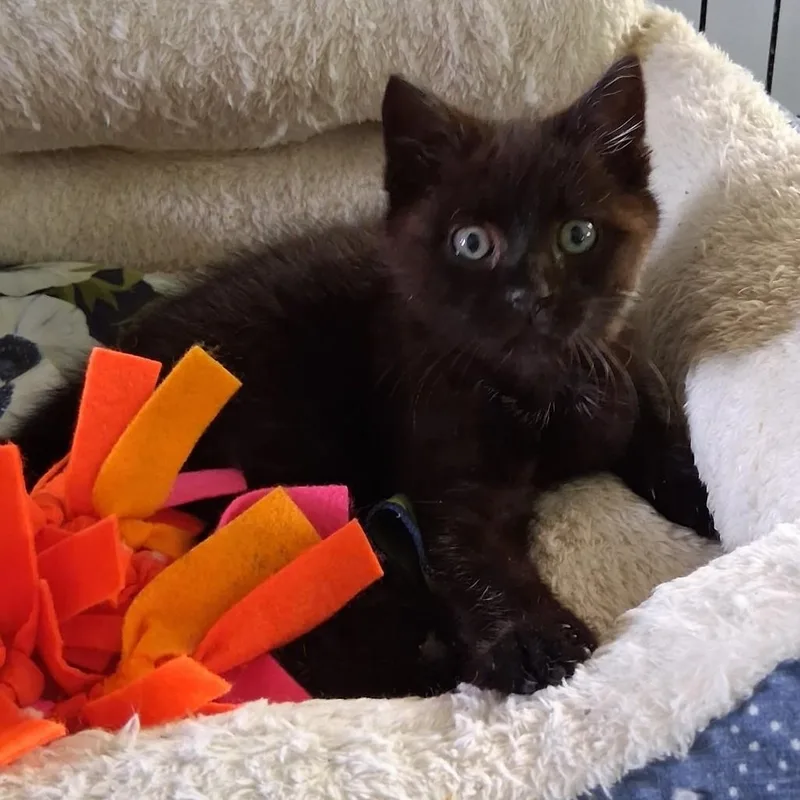 A baby medium-sized female Black Domestic Short Hair cat named Michelle for adoption in Avon, NY