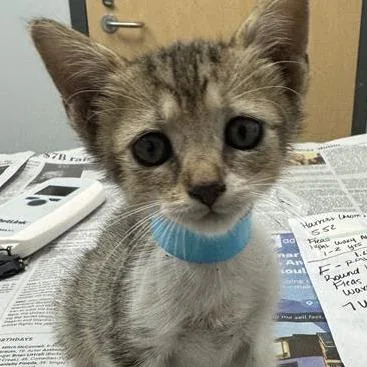 A baby small-sized female Brown / Chocolate Domestic Short Hair cat named Raven for adoption in Jacksonville, FL