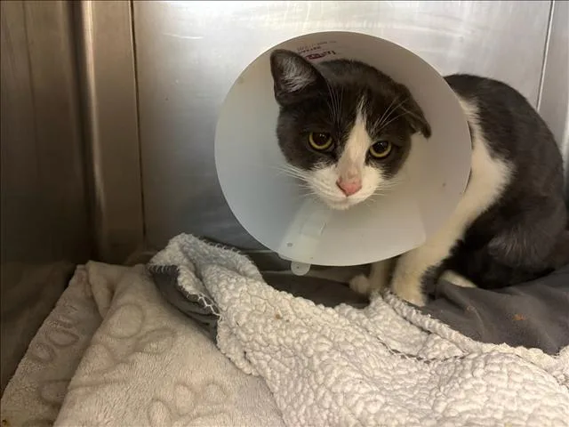 An adult medium-sized female Domestic Short Hair cat named Mamma Mia for adoption in Chatsworth, CA