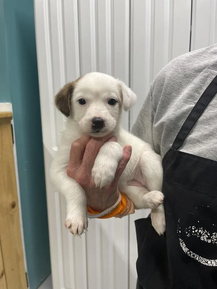 A baby small-sized female Husky dog named Harriett for adoption in Chattanooga, TN