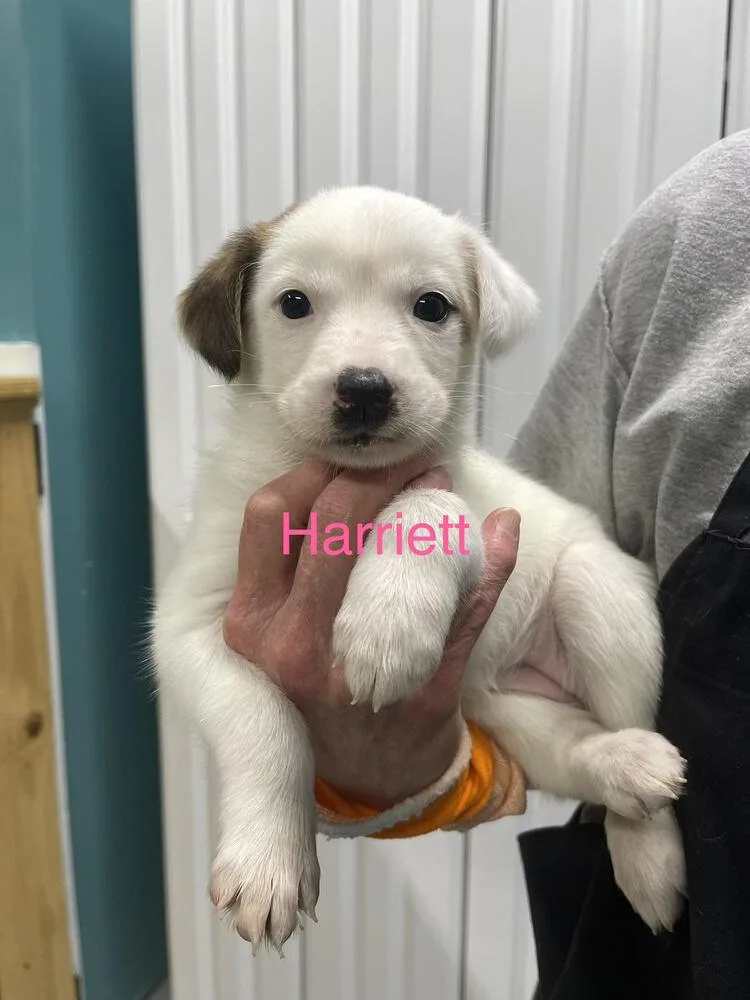 Harriett thumbnail 2