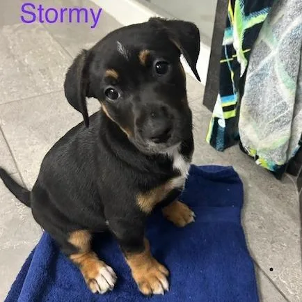 A baby medium-sized female Black Mixed Breed dog named Stormy for adoption in Kansas City, MO