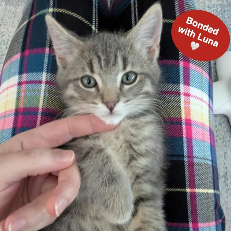 A baby small-sized male Gray / Blue / Silver Domestic Short Hair cat named Leo for adoption in Traverse City, MI