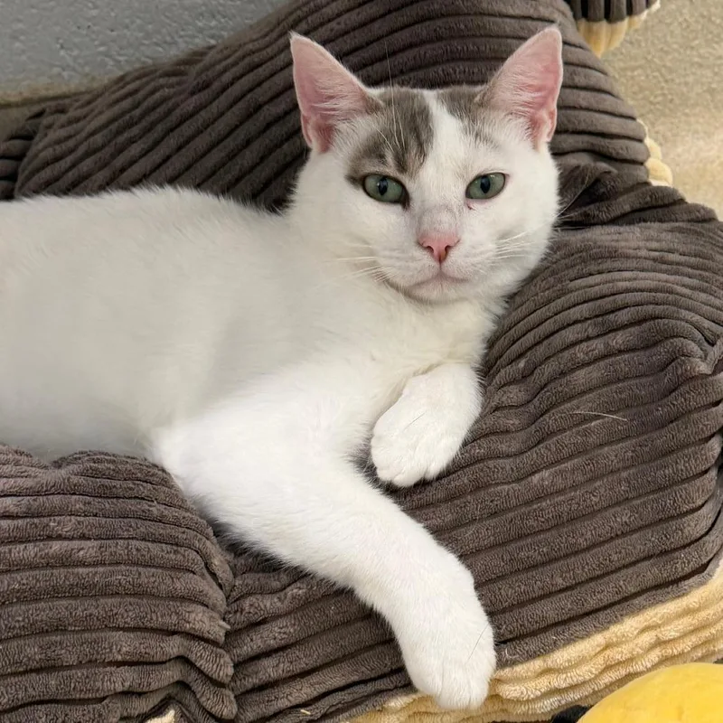 A young medium-sized male White Domestic Short Hair cat named Opie for adoption in Fredericksburg, VA