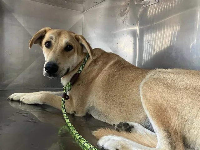 A young large-sized male Mixed Breed dog named Rocky for adoption in Dallas, TX