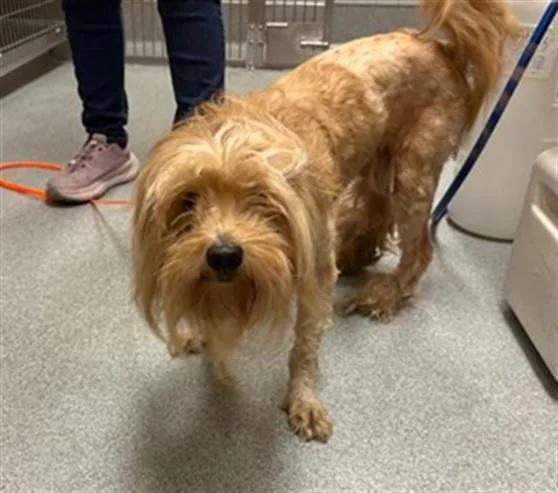 An adult small-sized male Cairn Terrier dog named Speedy for adoption in Tustin, CA