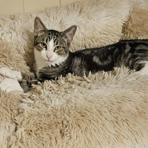 A baby small-sized male Tabby cat named Ziggy for adoption in Gilbert, AZ