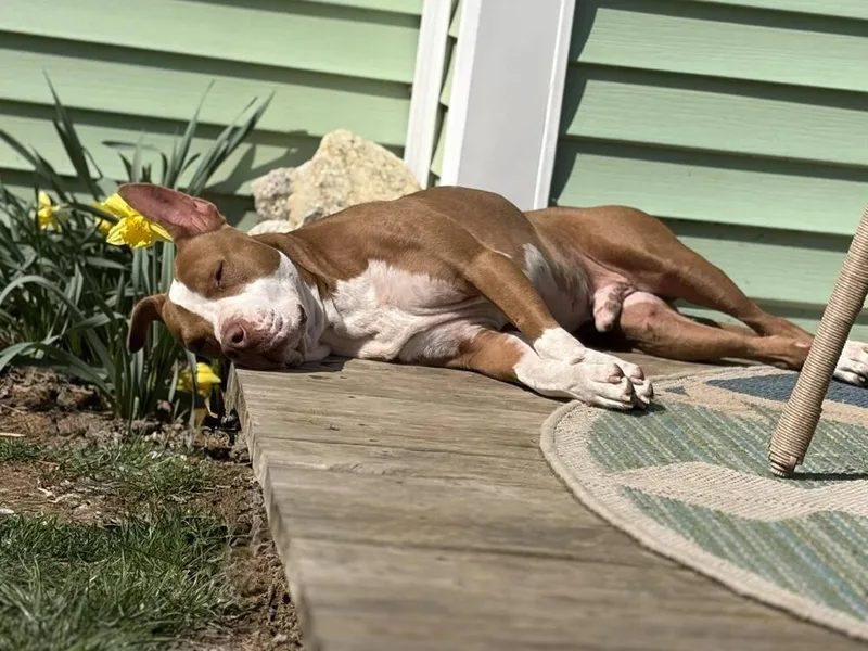 A young large-sized male Tricolor (Brown, Black, & White) American Bulldog dog named Junior for adoption in Indianapolis, IN