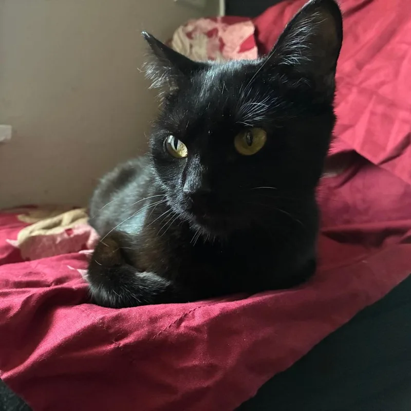 An adult medium-sized female Black Domestic Short Hair cat named Tweety for adoption in Evanston, IL