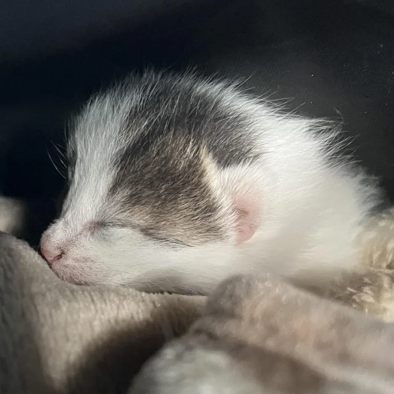 A baby small-sized female White Domestic Short Hair cat named Baby Jane Doe for adoption in Los Angeles, CA