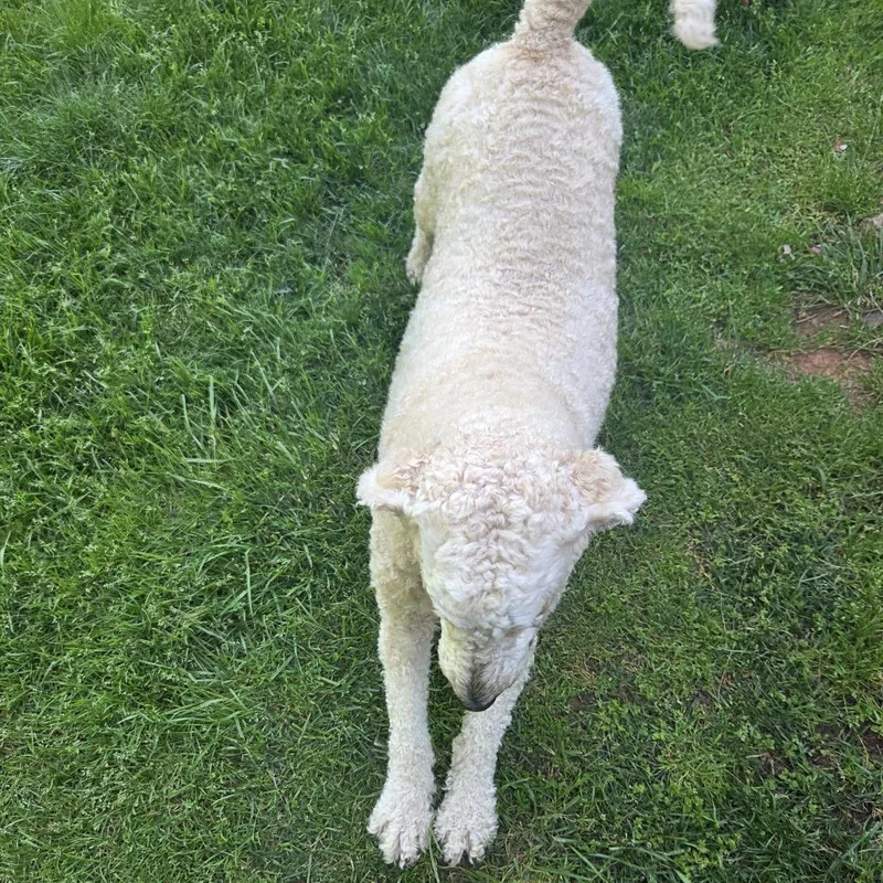 An adult small-sized female Apricot / Beige Golden Retriever dog named Willow for adoption in Roanoke, VA