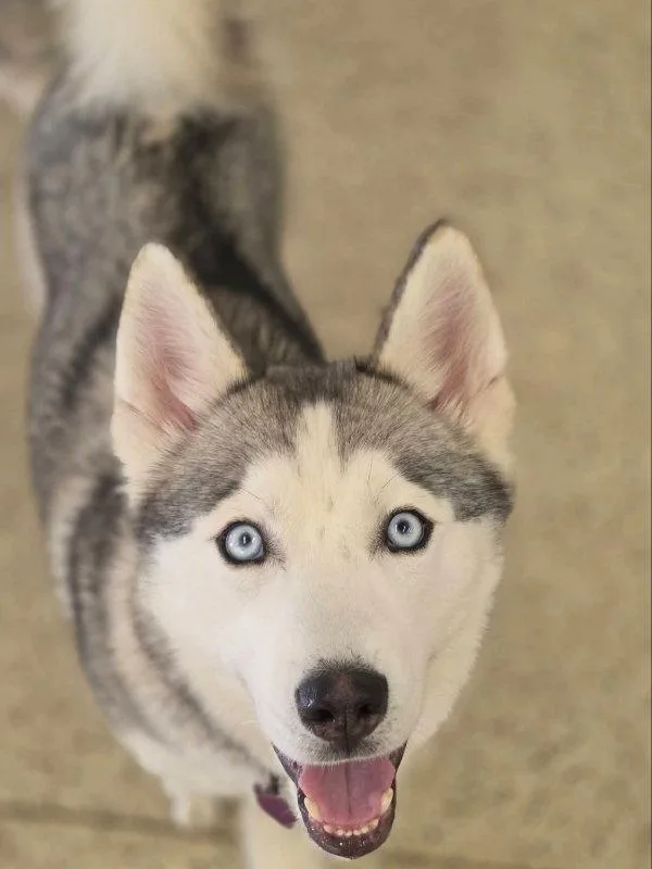 A young medium-sized male Siberian Husky dog named Oscar for adoption in Millersville, MD